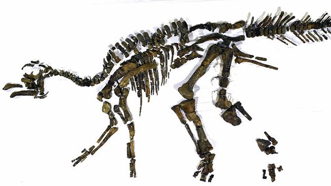 new-dinosaur-found-by-japan-scientists.jpg