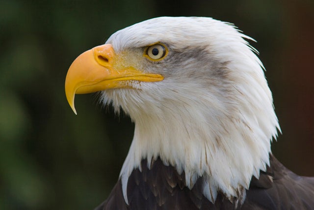 bald-eagle.jpg