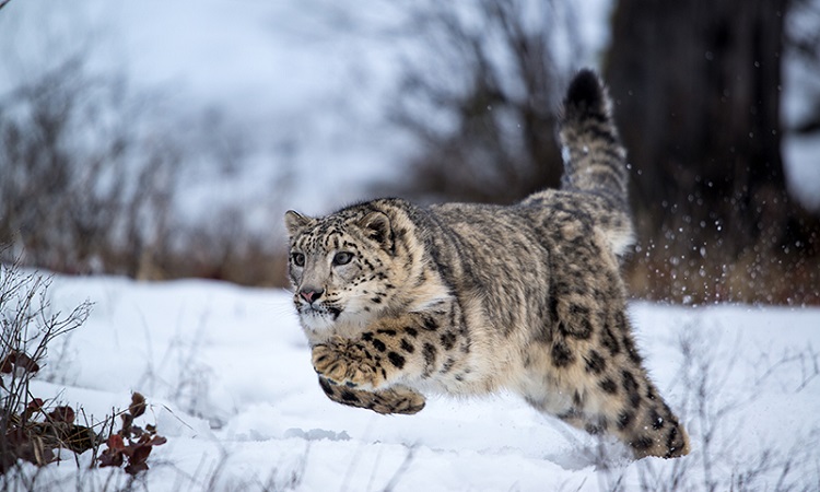 Snow-Leopard.jpg