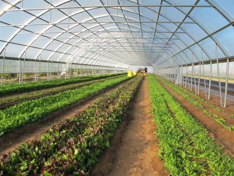 High-Tunnel-Farming-Structure-in-Pakistan.jpg