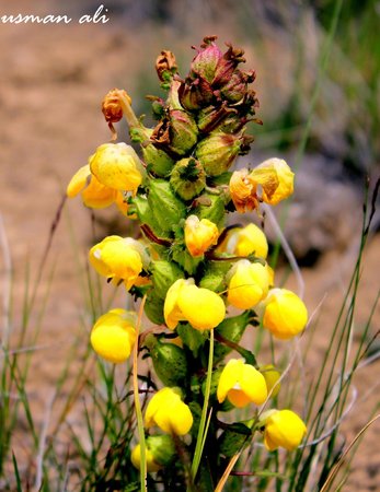 deosai-national-park.jpg