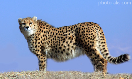 Asiatic_cheetah.jpg