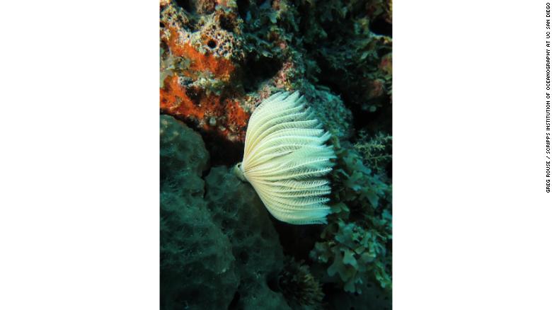 180613103736-ime-corals-8624-exlarge-169.jpg
