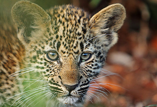 leopard+cubs+beutiful+babies+of+dangerous+animals.jpg