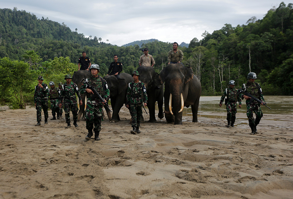 p_1556424524dae-tni-bersama-gajah-operasi-gaktib-hutan-dan-satwa.jpg