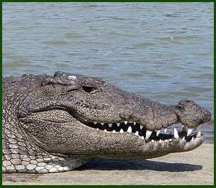 indian-crocodile.jpg