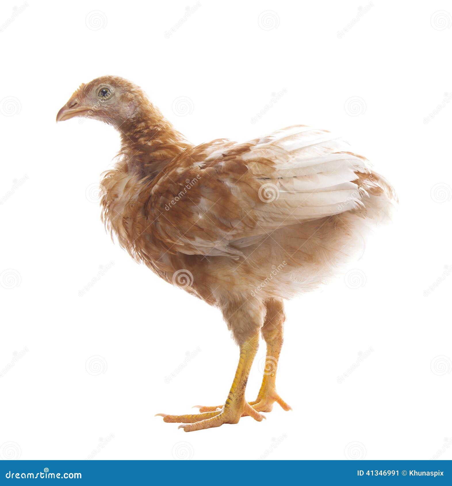 jeune-poulet-se-tenant-sur-l-utilisation-blanche-de-fond-pour-le-b%C3%A9tail-et-41346991.jpg