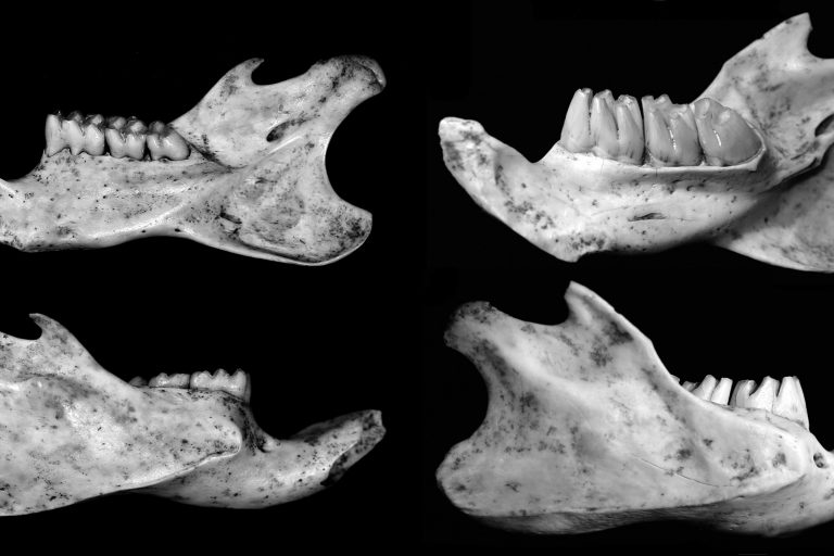 Giant-Rodent-jaws-on-Sumba-scale-bar-5mm-768x512.jpg