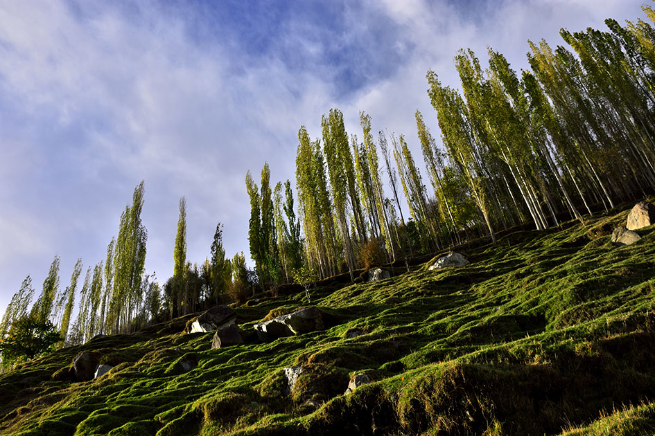 A-Composition-of-trees-at-Hunza.jpg