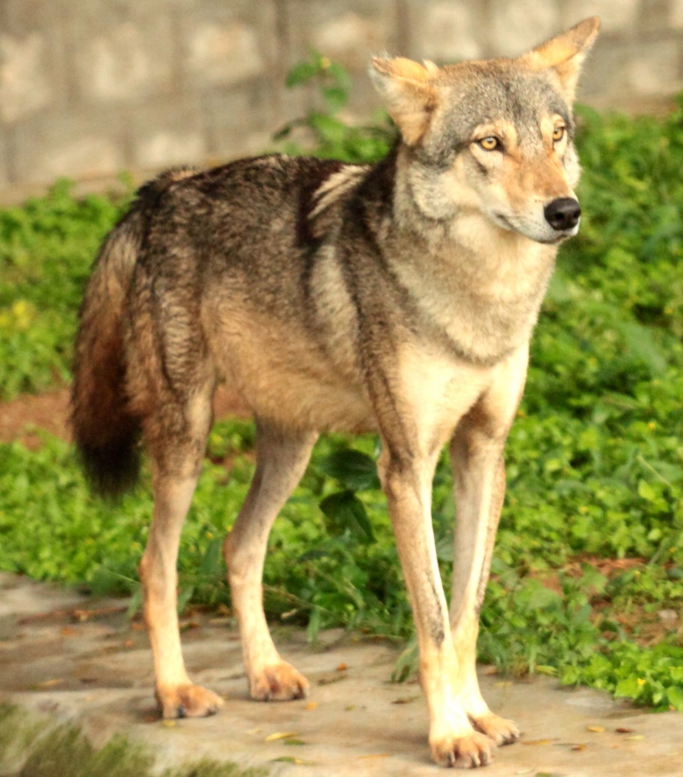 Canis_lupus_pallipes_Mysore_Zoo_1.jpg
