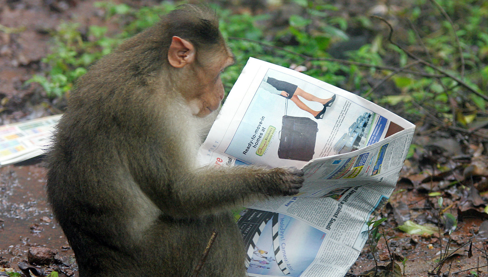 monkey-newspaper.jpg