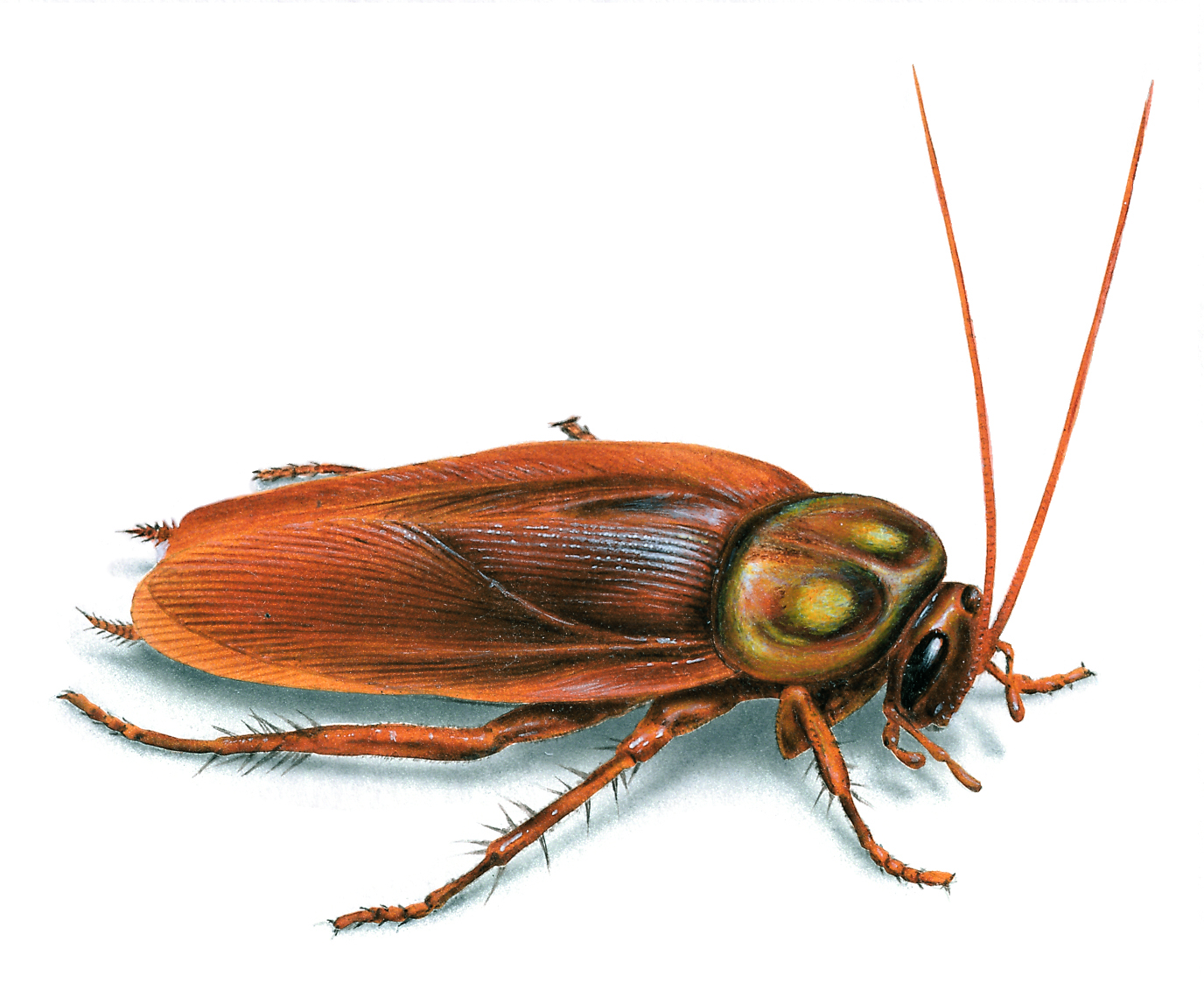 american-cockroach-illustration_1376x1147.jpg