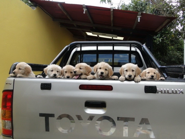 puppies-going-for-a-ride.jpg