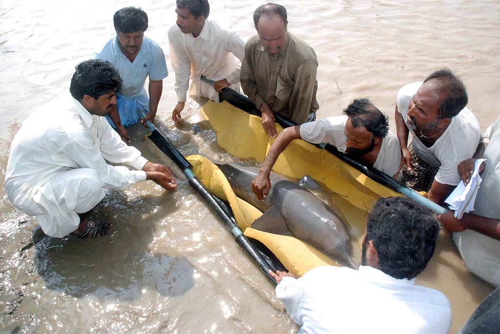 freshwater-dolphin-indus.jpg