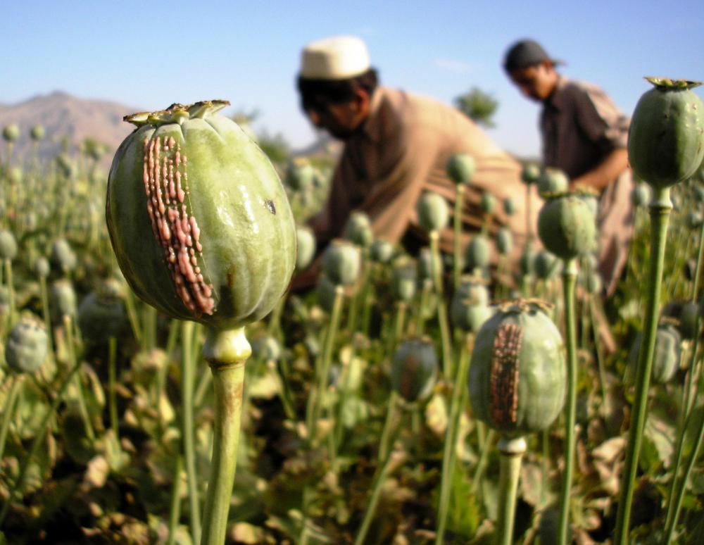 opium-poppies.jpg