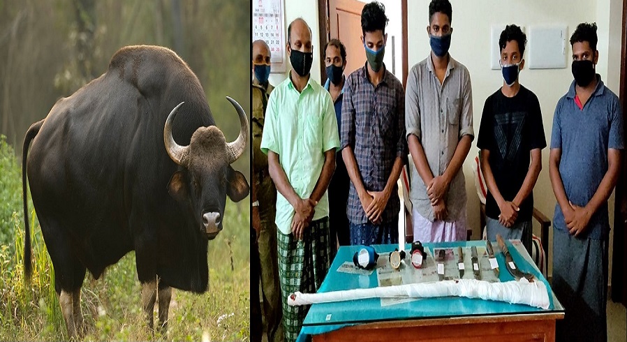 Gaur.jpg