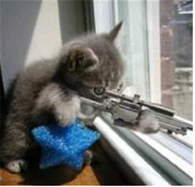 funny%2Bcats%2Bwith%2Bguns%2B%25283%2529.jpg