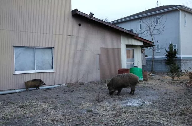 Wild-boars-are-seen-at-a-residential-area-in-an-evacuation-zone-near-TEPCOs-tsunami-crippled-Fukush.jpg