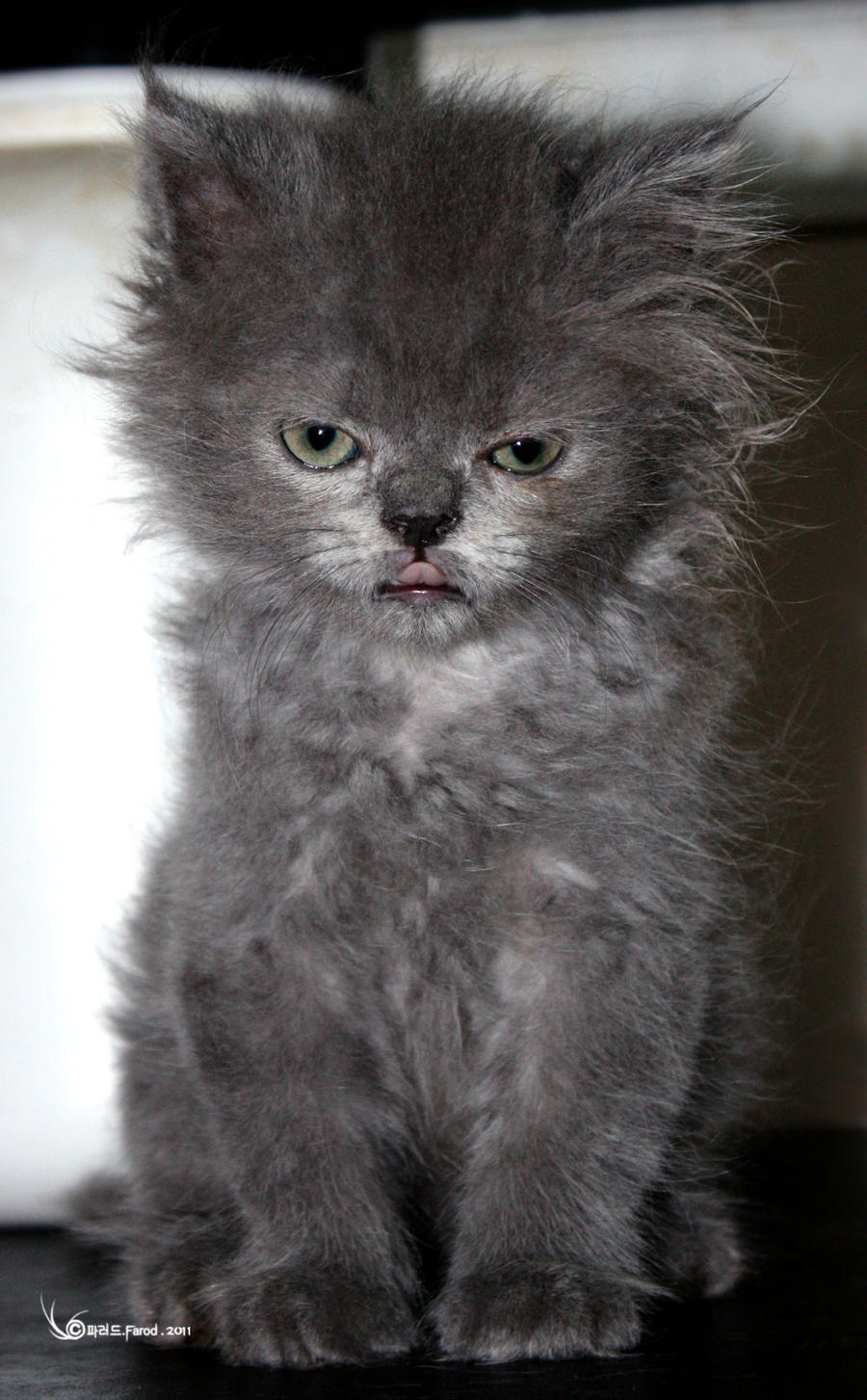 angry_kitten_by_kyokutanz-d3knr89.jpg