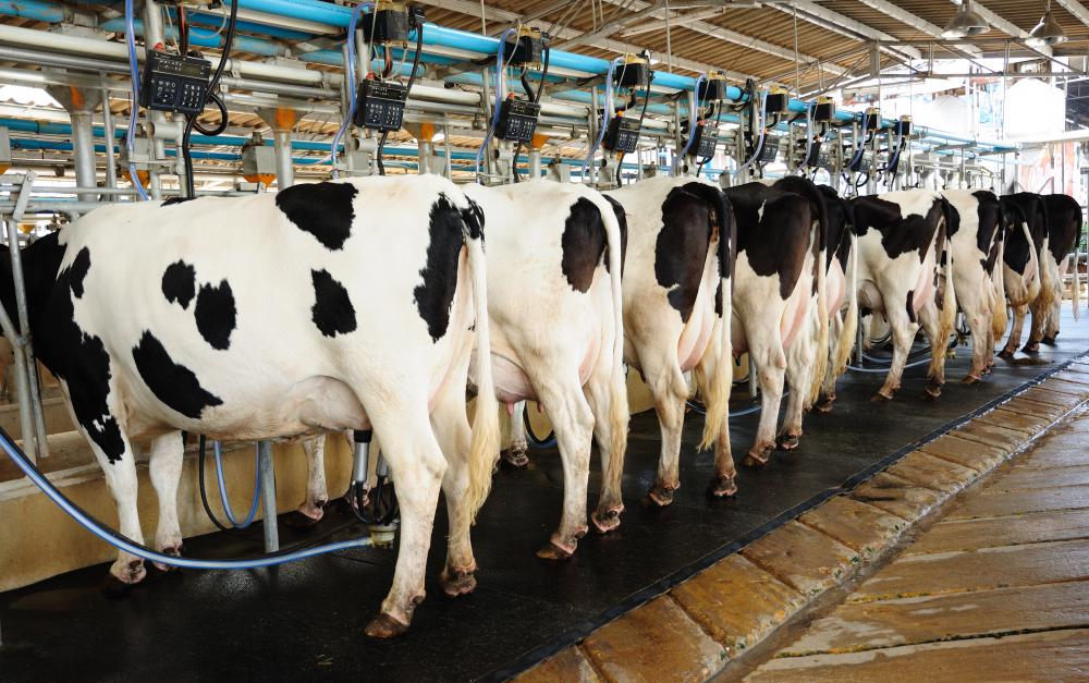 cows-being-milked.jpg