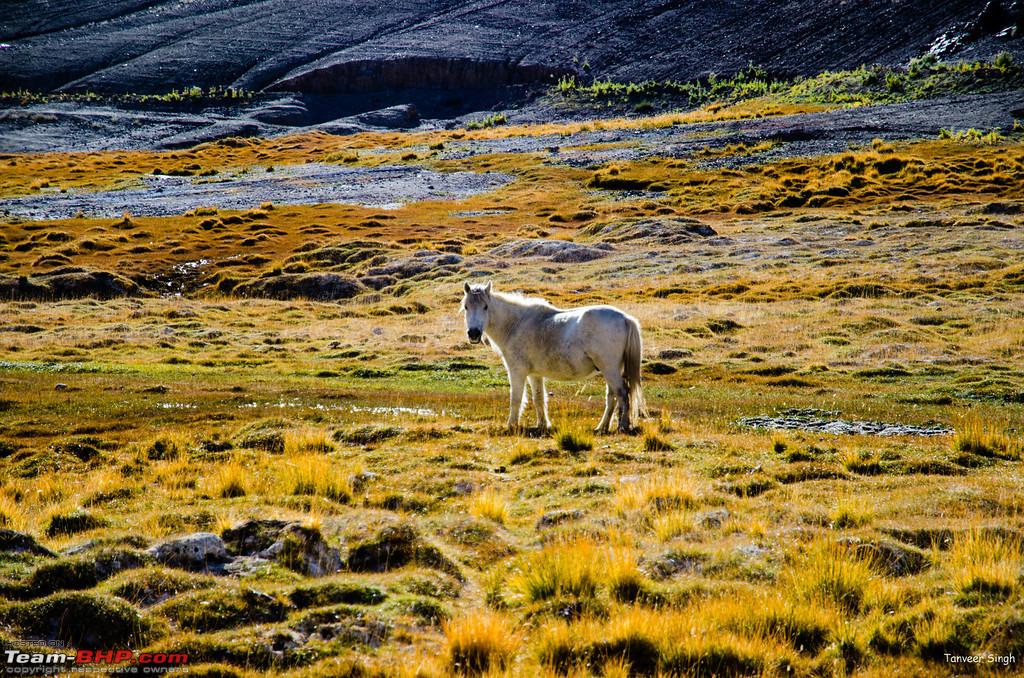 1026785d1355418363-18-passes-15-lakes-2-breakdowns-ladakh-lahaul-call-again-dsc_dsc_6538_lrxl.jpg