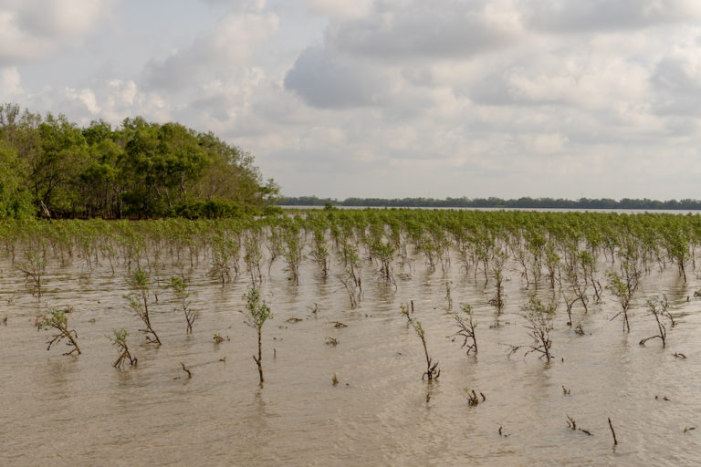 Mangroves-5-1-768x512.jpg