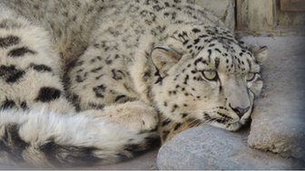 _81103112_snow_leopard.jpg