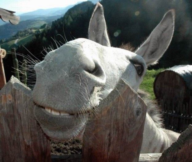 white-donkey-wallpaper.jpg%3Fw%3D640