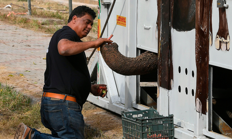 Amir Khalil, a veterinarian and director of the project development for Four Paws International, feeds Kavaan in a crate prior to transport it to a sanctuary in Cambodia, at the Marghazar Zoo in Islamabad on November 29, 2020. — AFP