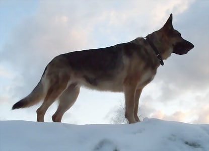 russian-german-shepherd.jpg