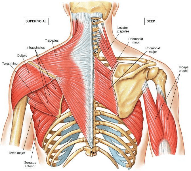 shoulder-and-back-anatomy-for-elbow-pain-blog-article.png