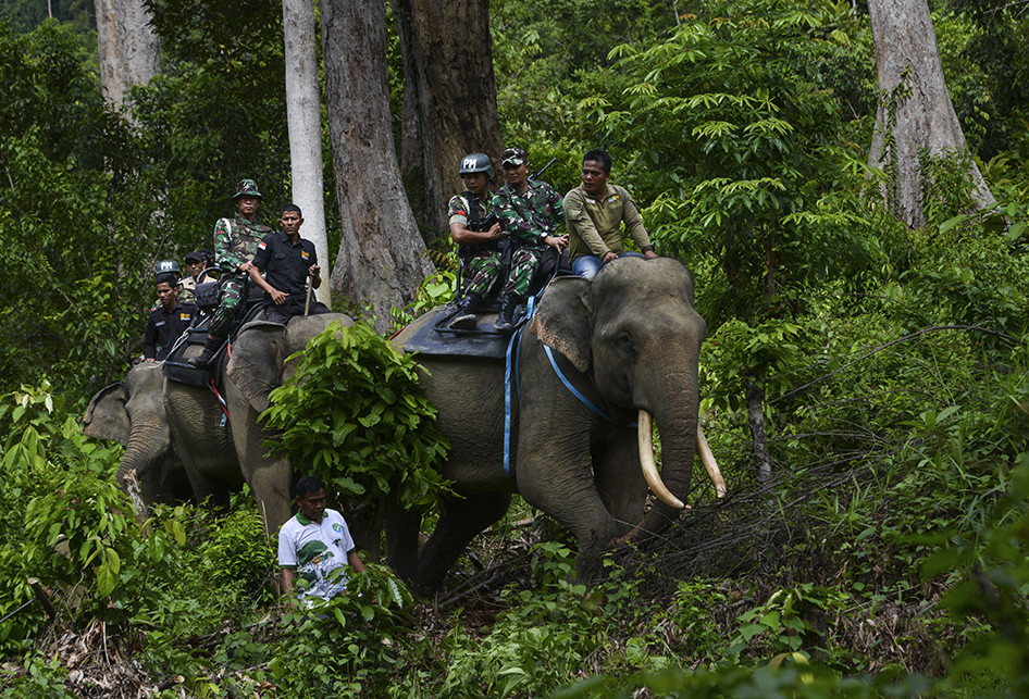 p_1556424652ac7-tni-bersama-gajah-operasi-gaktib-hutan-dan-satwa.jpg