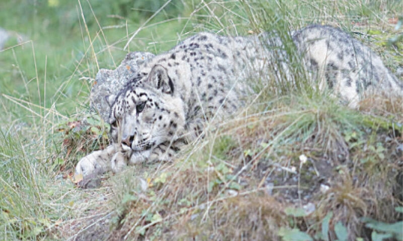 Snow leopards are listed as threatened species on the IUCN Red List (2017). — File photo