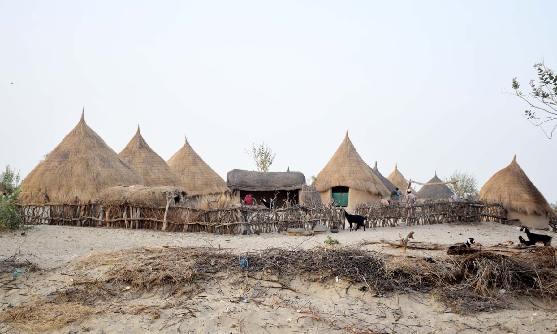 Huts made of thatched straw dot the desert’s landscape in Achhro Thar, Khipro, Sindh. — Photo by Umair Ali