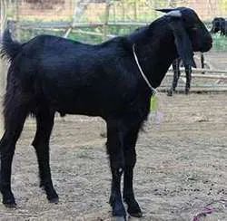 live-goat-250x250.jpg