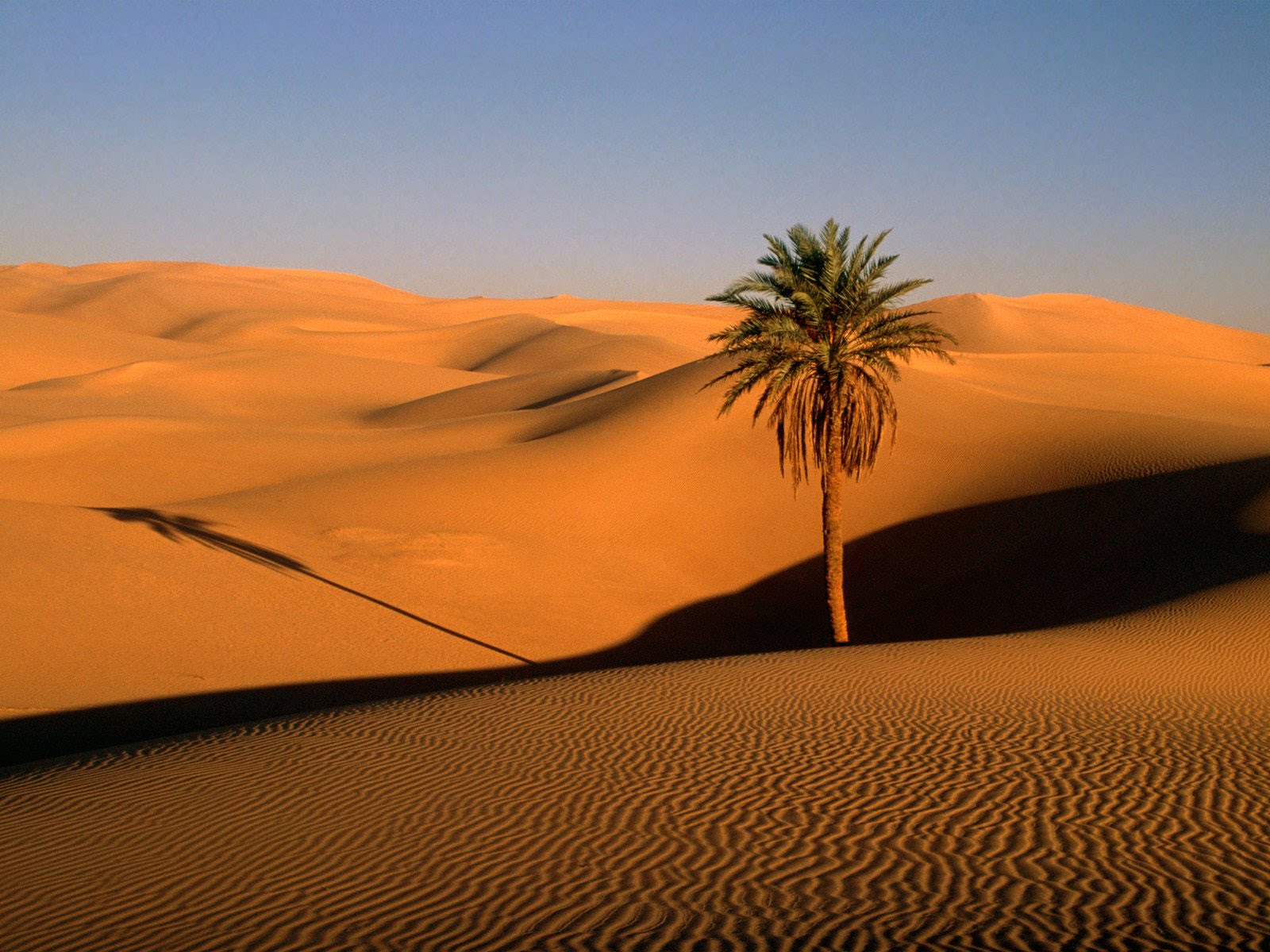 Lone_Palm_Sahara_Desert.jpg