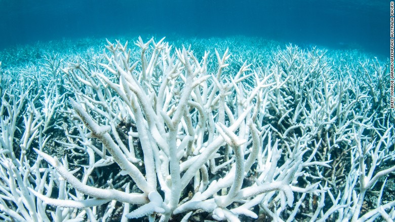 170309155910-coral-bleaching-03-exlarge-169.jpg