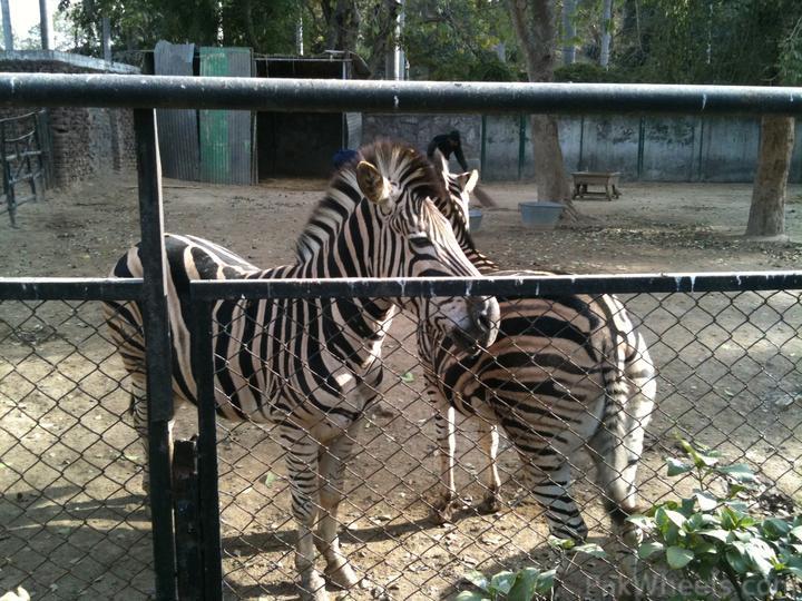 188225-Lahore-Zoo-pixcccs-016.jpg