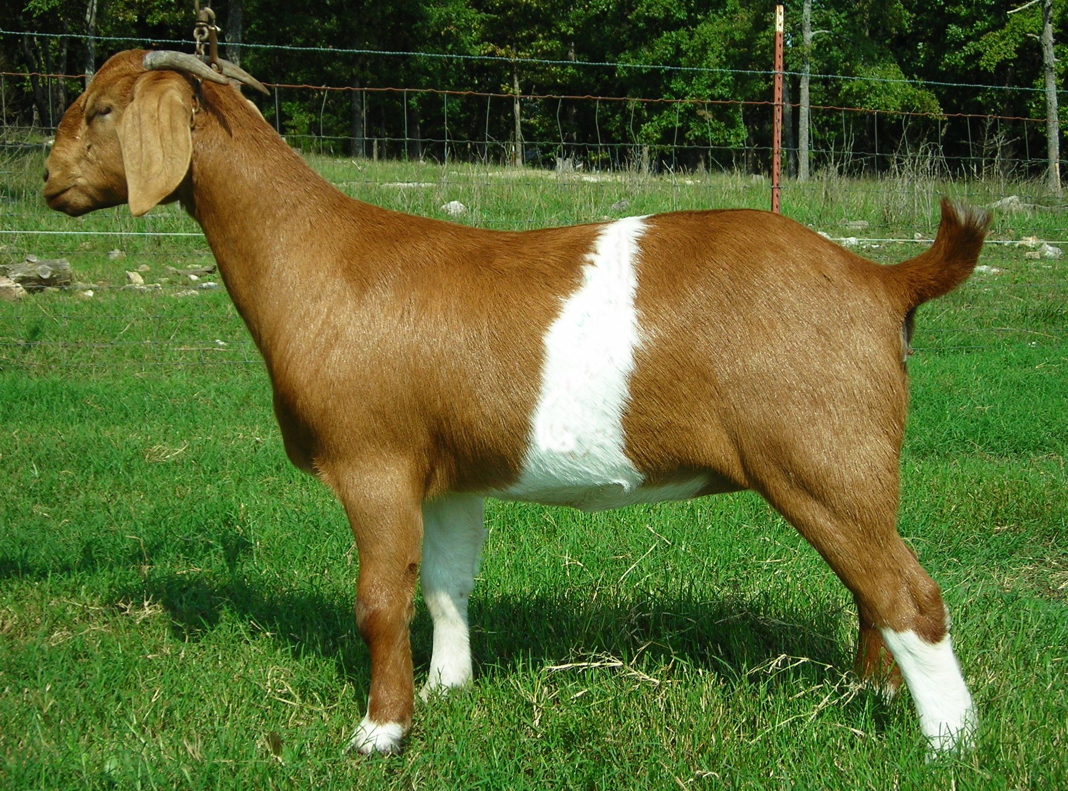 2008-9-22-goat.jpg
