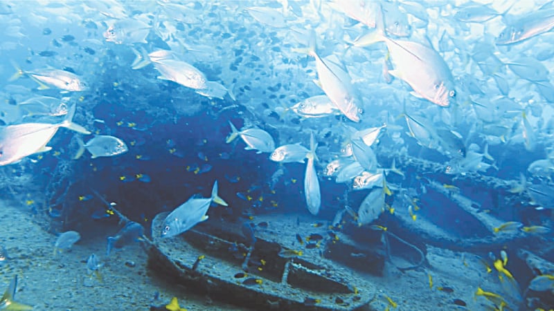 There is abundant marine life at this wreck. It is, essentially, their nursery