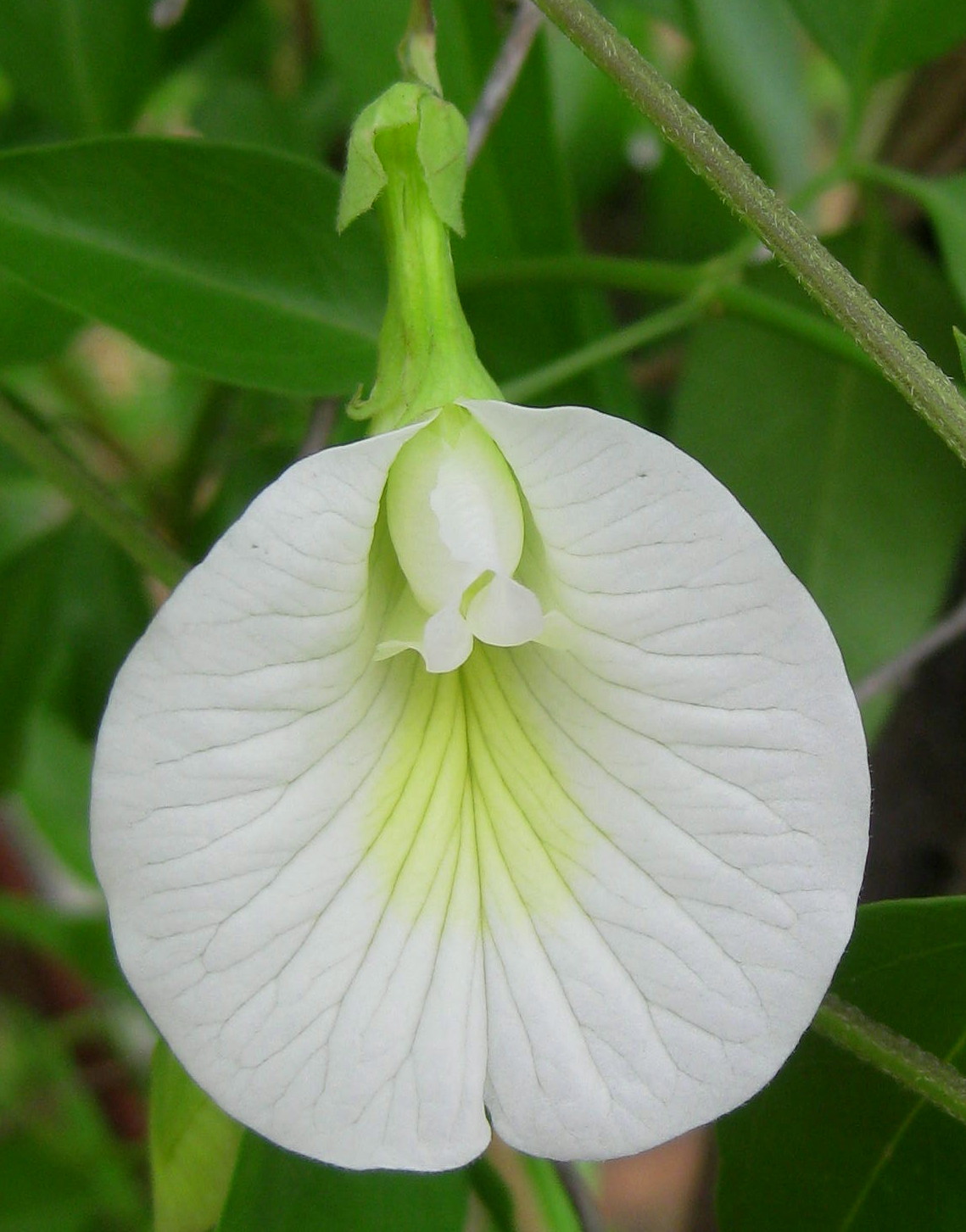 Clitoria_ternatea_-_white_(5481359414).jpg