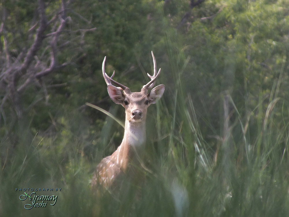 corbett-national-park-6123521.jpg