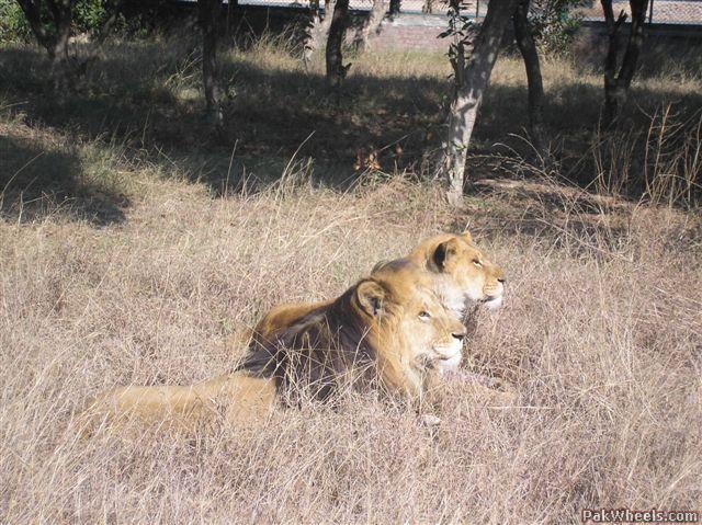 Lahore_safari_park.jpg