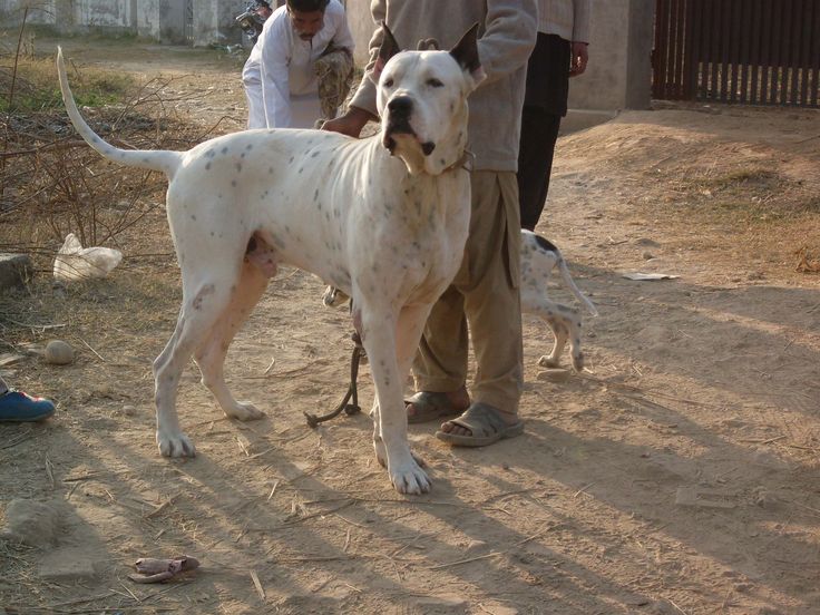 440e56fc904b20ba2228c6671a036599--dog-breeds-pakistan.jpg