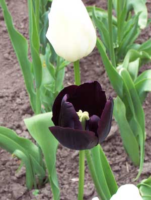 20050523_black_tulip.jpg