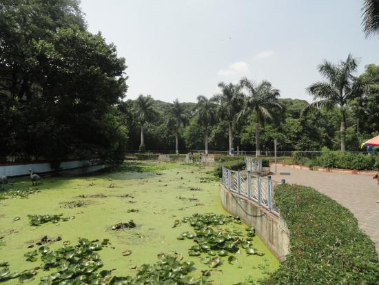 dirty-pond-at-saras-baug.jpg