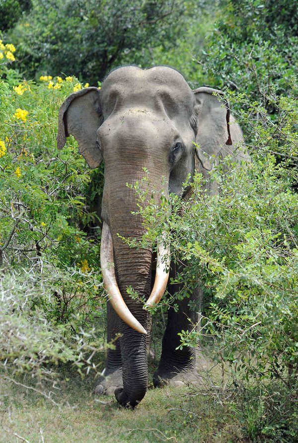 a.aaa-wild-elephant-of-sri-lanka.jpg