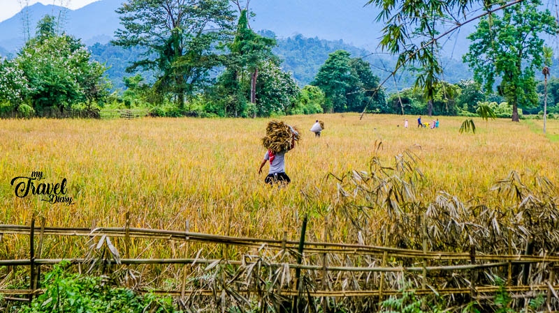 Paddy-Field-in-Ledum-Village_Adi-Tribe.jpg