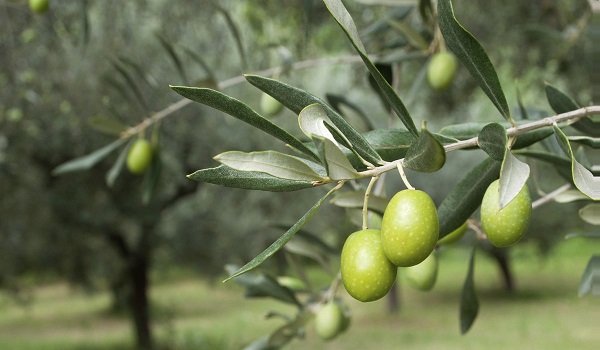olive-valley.jpg