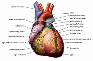 300px-Anatomy_Heart_English_Tiesworks.jpg